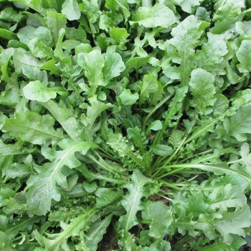 【热卖】荠菜基地直销量大质优价格优惠欢迎咨询采购