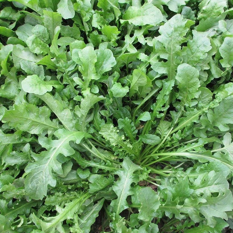 【热卖】荠菜基地直销量大质优价格优惠欢迎咨询采购