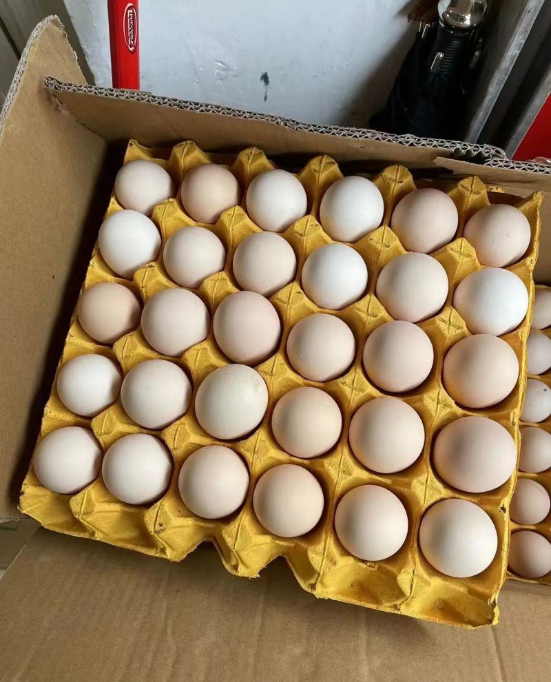 农村散养精品土鸡蛋可以长期合作养殖场