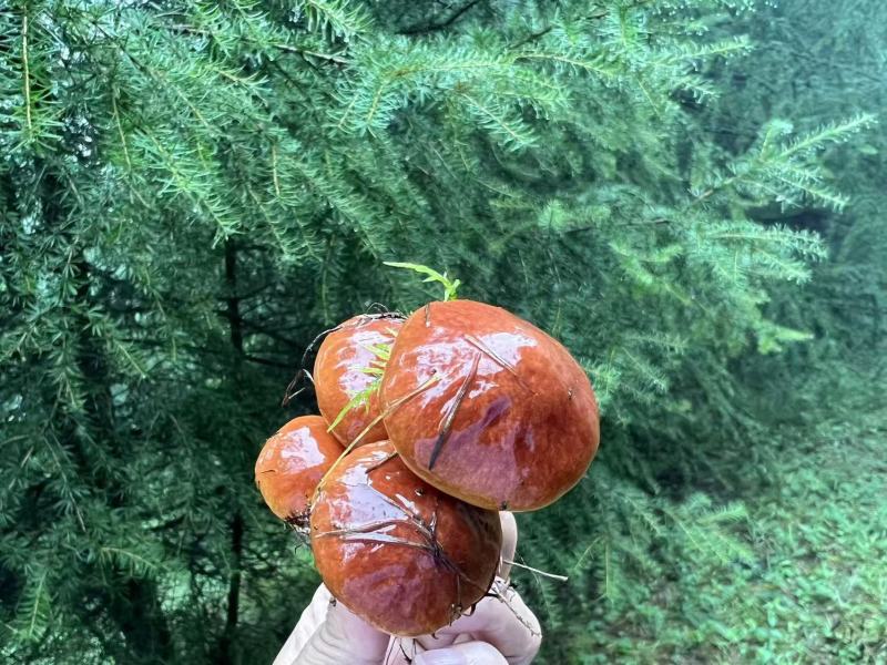 新鲜牛肝菌