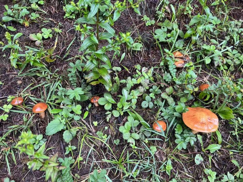 新鲜牛肝菌
