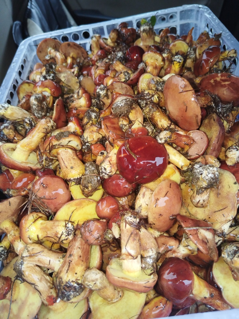 新鲜牛肝菌