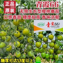 青霞66番茄种子超甜樱桃番茄种籽香甜浓郁抗病水果番茄种子