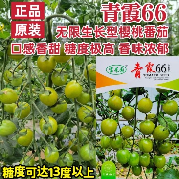 青霞66番茄种子超甜樱桃番茄种籽香甜浓郁抗病水果番茄种子