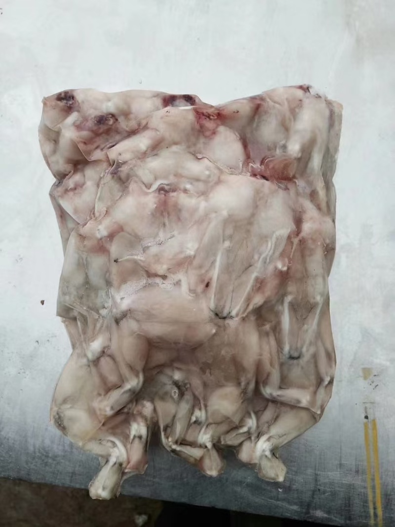 牛蛙肉基地供应一手货源厂家直供量大从优诚信经营