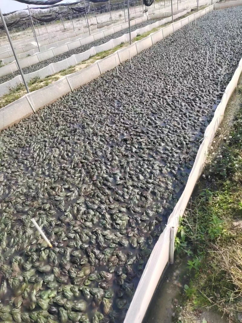 牛蛙肉基地供应一手货源厂家直供量大从优诚信经营