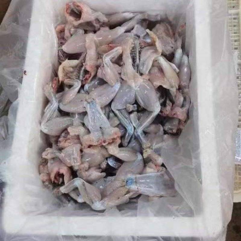 牛蛙肉基地供应一手货源厂家直供量大从优诚信经营