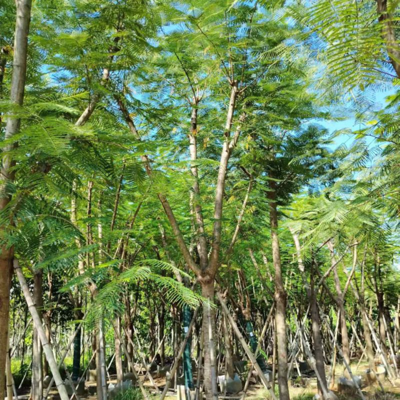 凤凰木12～15～20公分