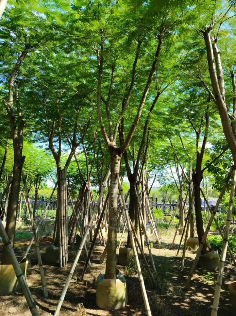 凤凰木12～15～20公分