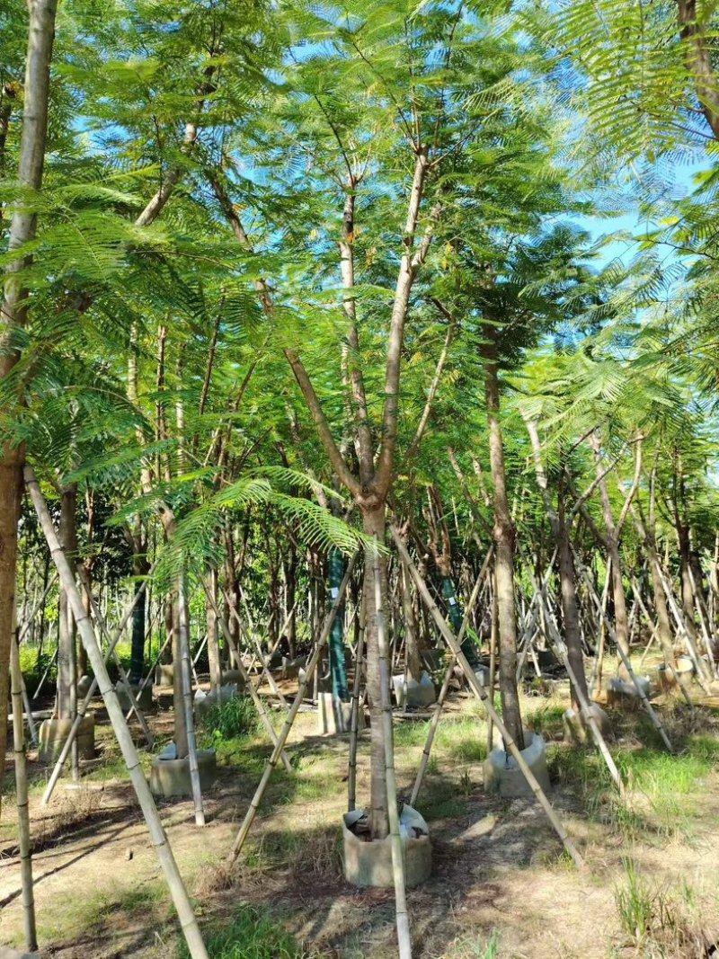 凤凰木12～15～20公分