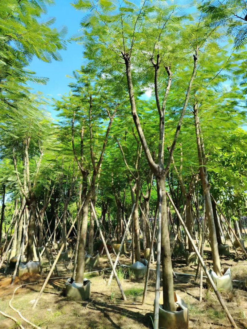 凤凰木12～15～20公分