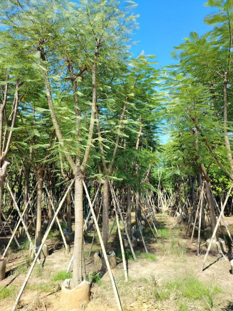 凤凰木12～15～20公分
