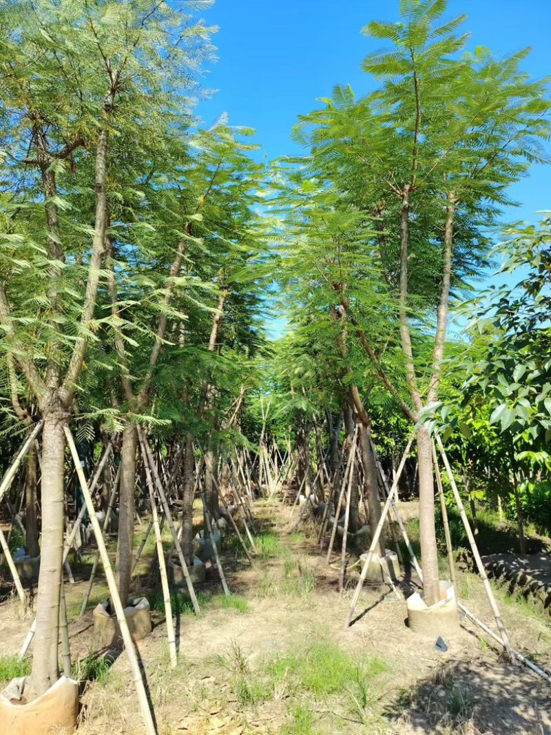凤凰木12～15～20公分