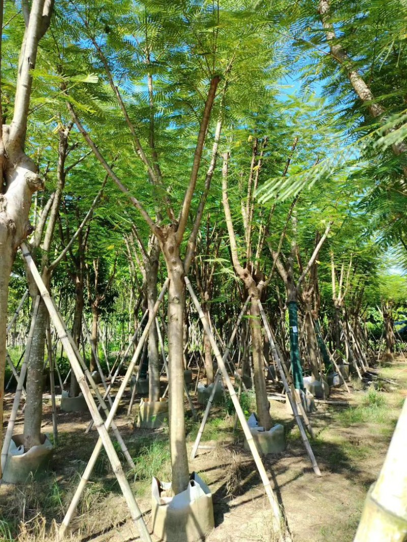 凤凰木12～15～20公分