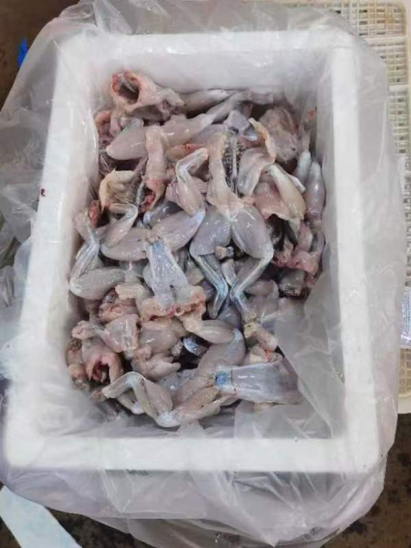 牛蛙肉基地供应一手货源厂家直供量大从优诚信经营