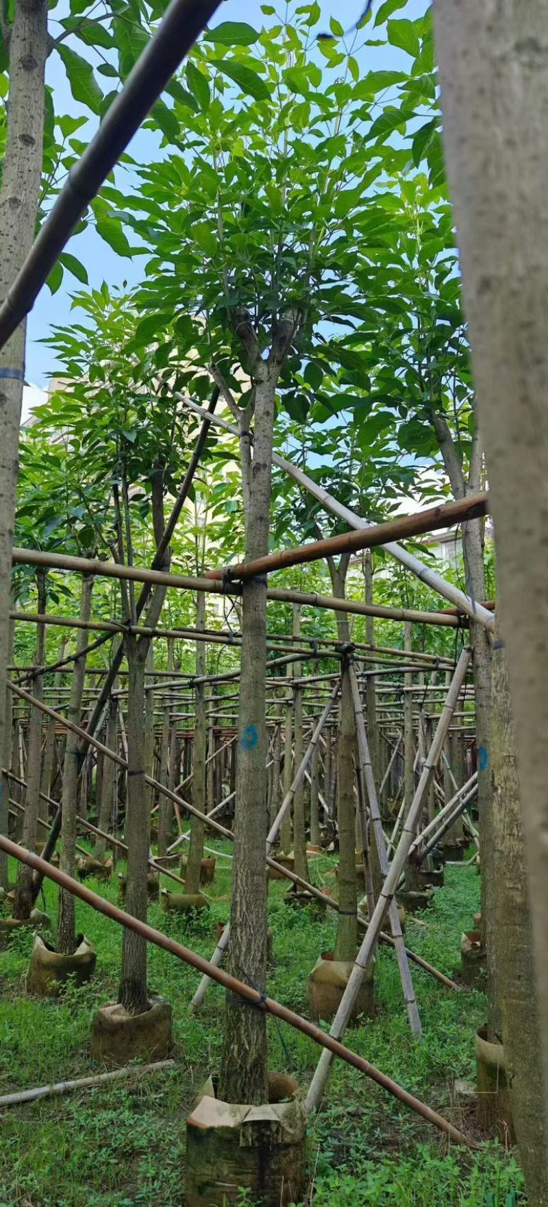 红花风铃木5～8公分，