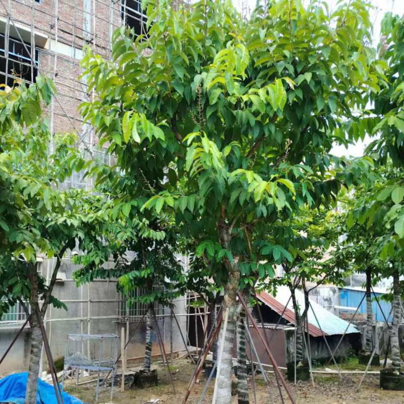 大叶紫薇15～17分，需要联系[握手][握手]