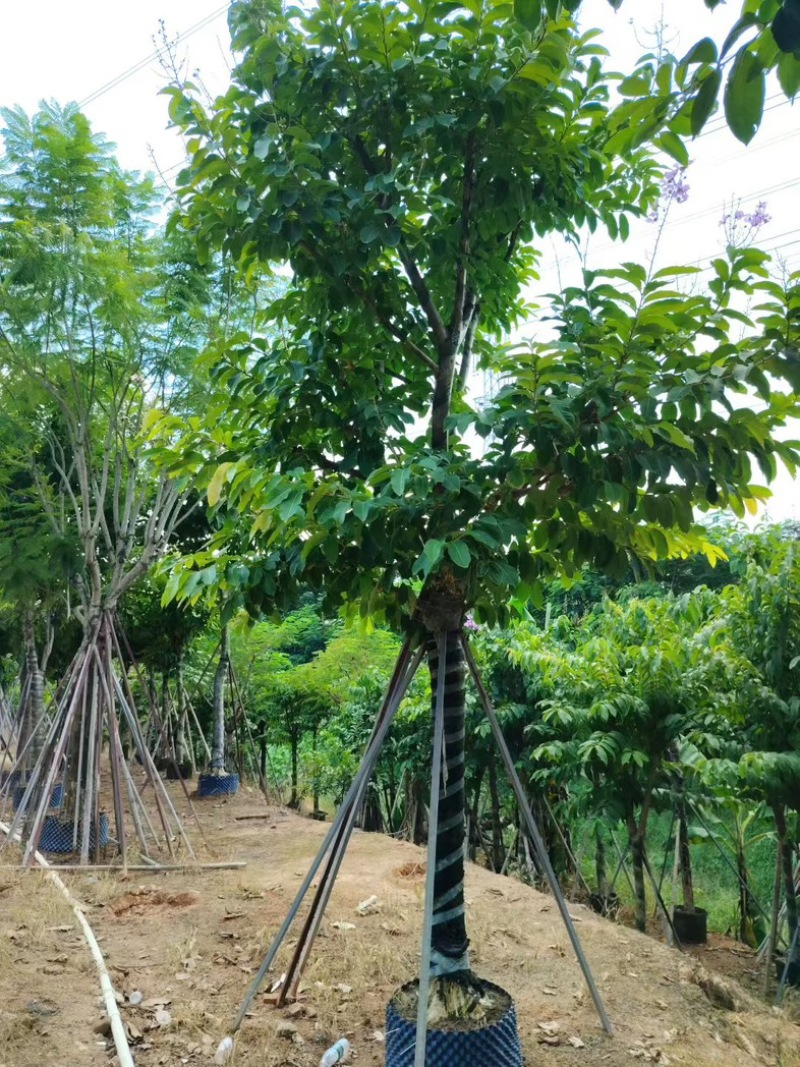 大叶紫薇15～17分，需要联系[握手][握手]