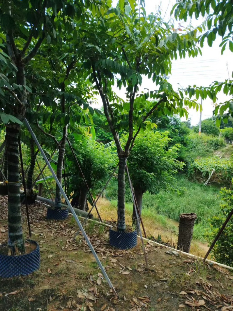 大叶紫薇15～17分，需要联系[握手][握手]