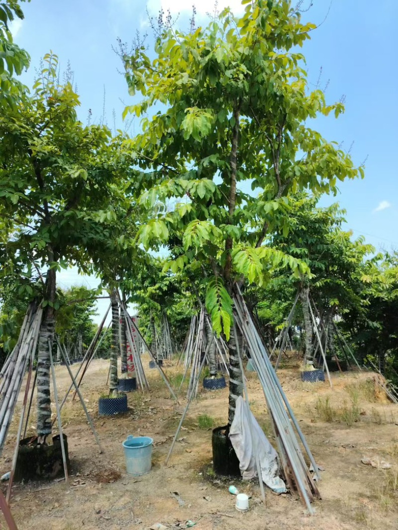 大叶紫薇15～17分，需要联系[握手][握手]