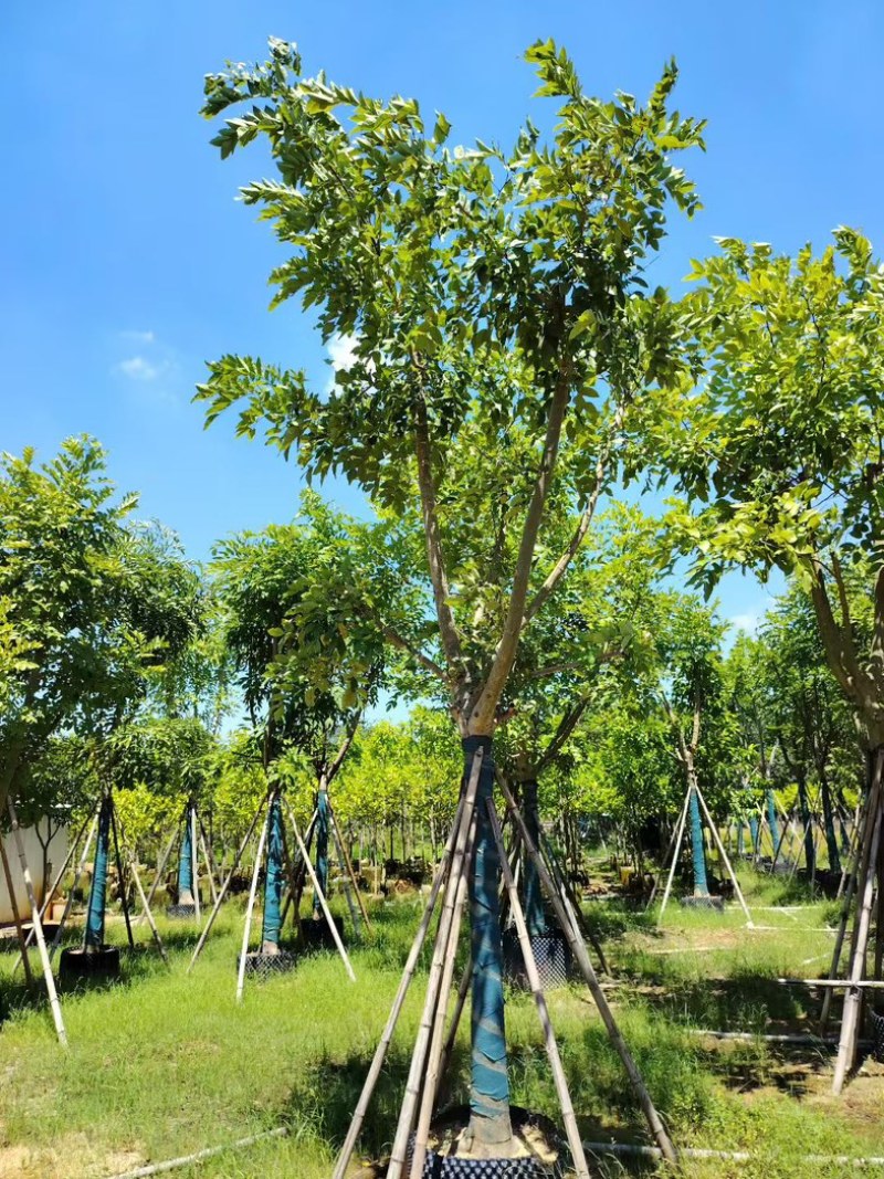 腊肠树15～17分
