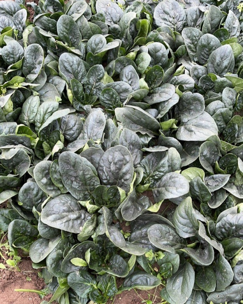 短脚虎趴地菠-U7菠菜种子中晚熟墨黑油亮趴地菠菜