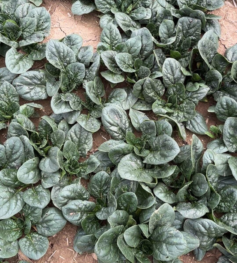 短脚虎趴地菠-U7菠菜种子中晚熟墨黑油亮趴地菠菜