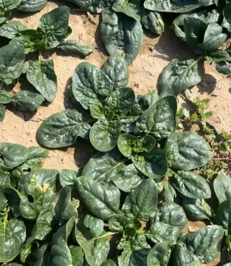 短脚虎趴地菠-U7菠菜种子中晚熟墨黑油亮趴地菠菜