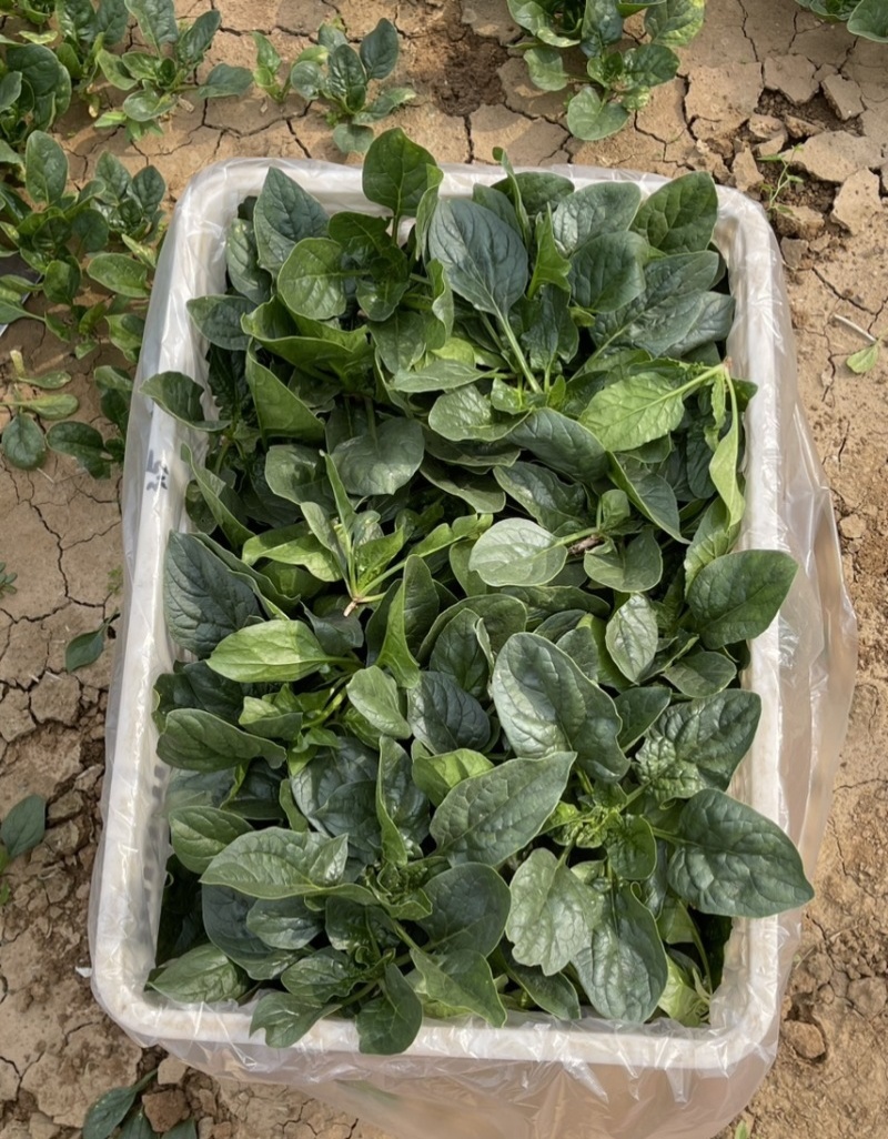 短脚虎趴地菠-U7菠菜种子中晚熟墨黑油亮趴地菠菜
