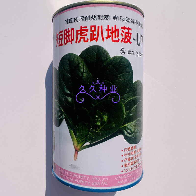 短脚虎趴地菠-U7菠菜种子中晚熟墨黑油亮趴地菠菜