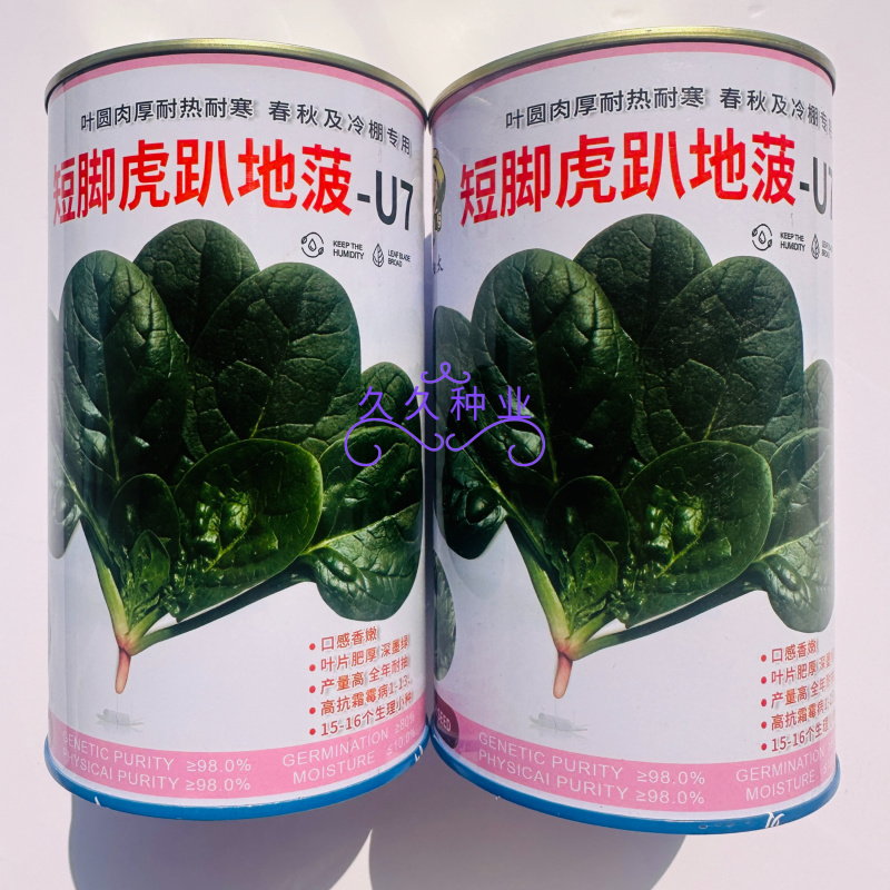 短脚虎趴地菠-U7菠菜种子中晚熟墨黑油亮趴地菠菜