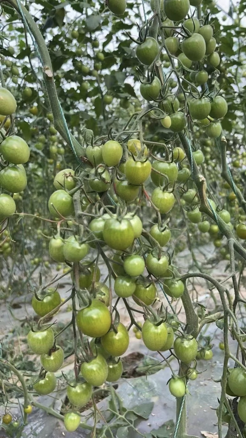 梦想青甜二号樱桃番茄种子超甜青色小番茄种籽香甜水果番茄种