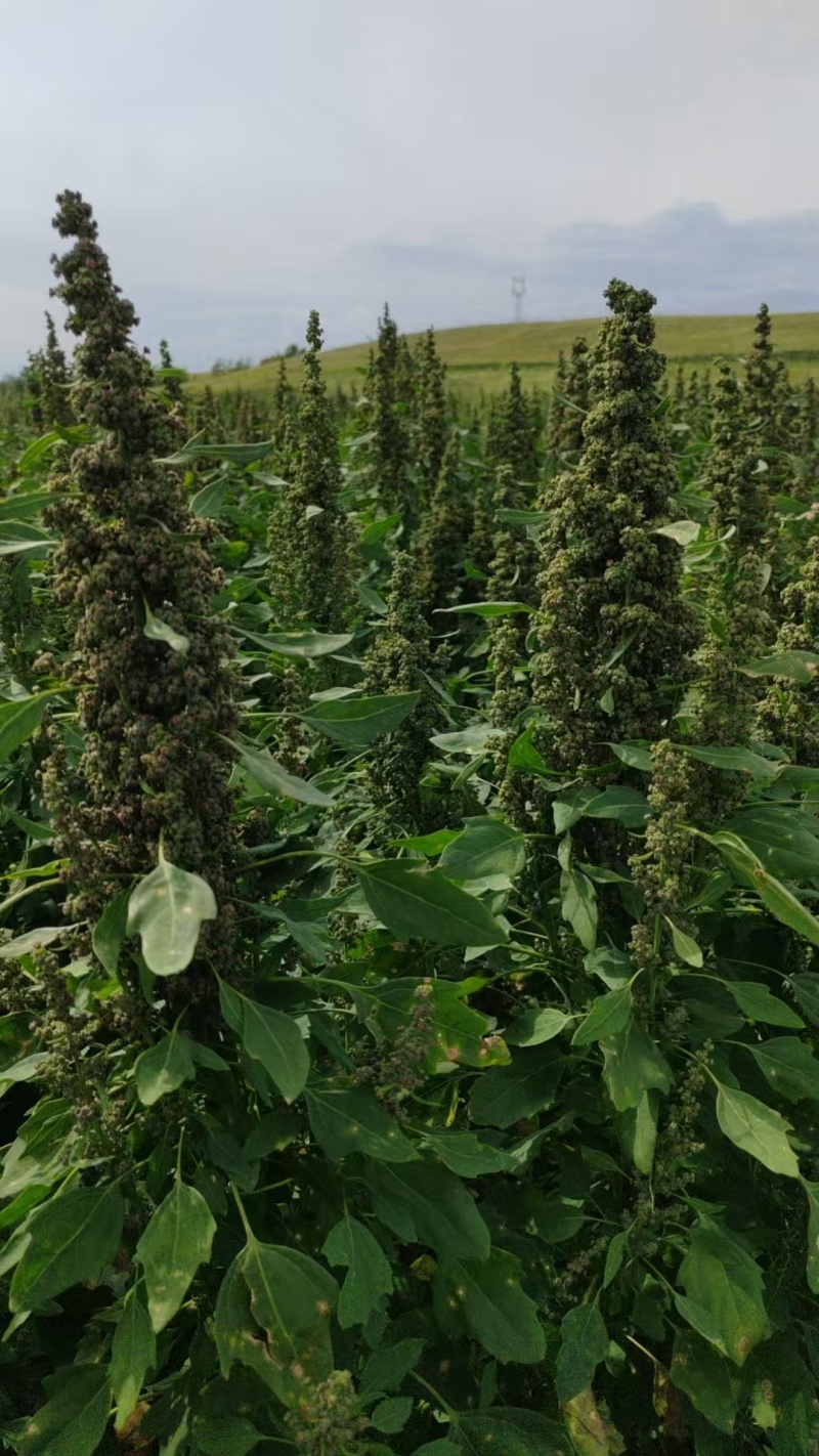 沽源县优质红藜麦