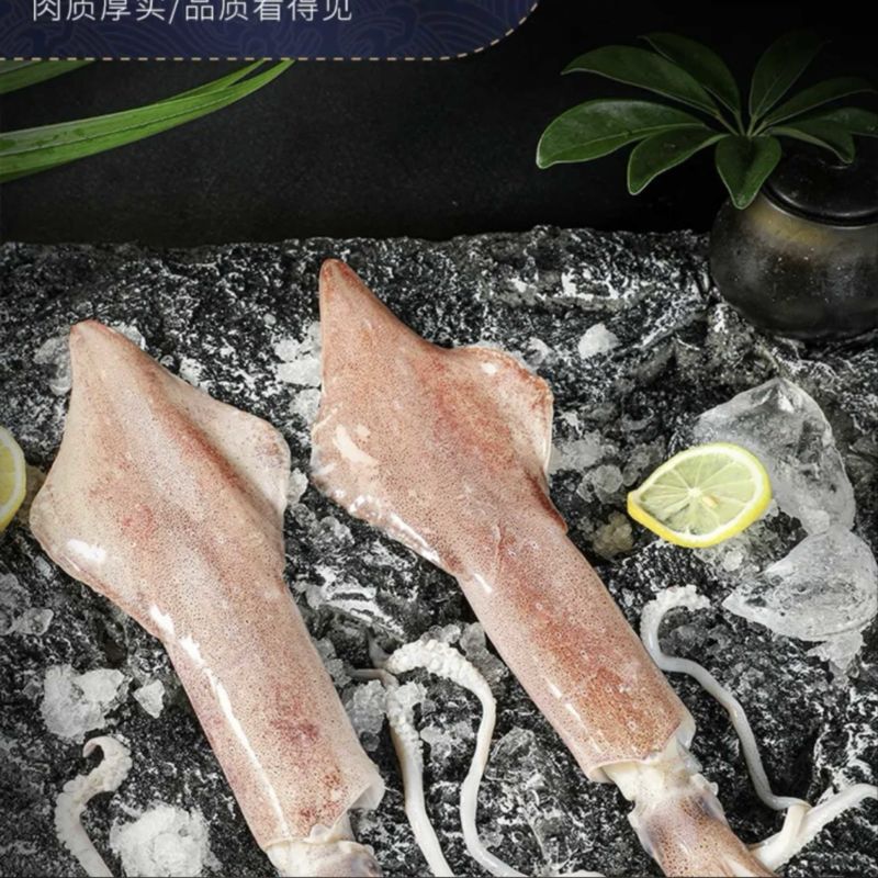 台湾海峡海钓大鱿鱼筒量大质优价格优惠欢迎各大老板采购