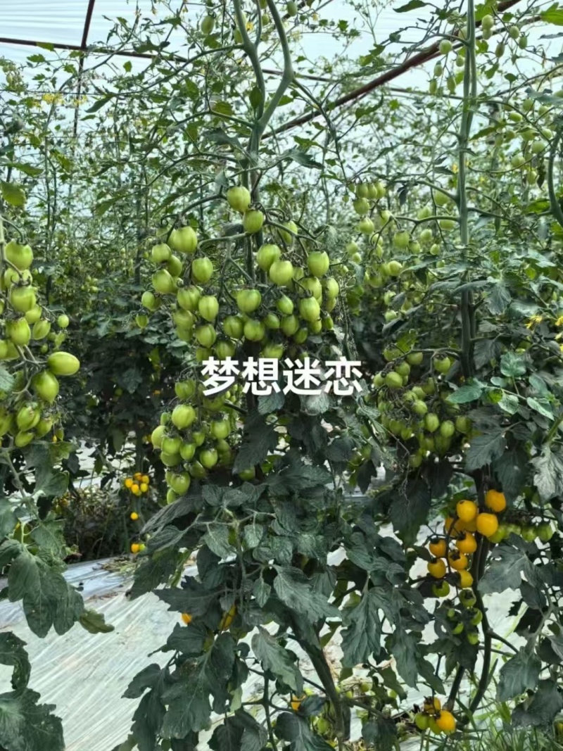 超甜黄色樱桃番茄种子梦想迷恋小番茄种子脆甜多汁水果番茄种
