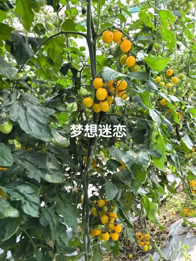 超甜黄色樱桃番茄种子梦想迷恋小番茄种子脆甜多汁水果番茄种