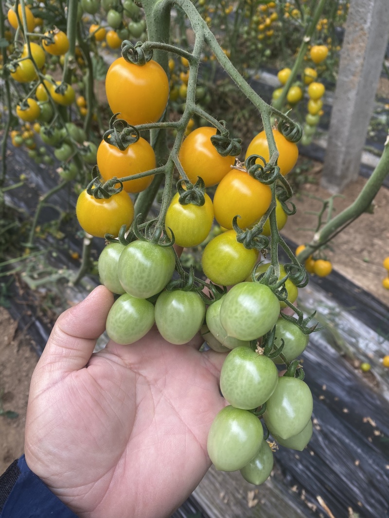 超甜黄色樱桃番茄种子梦想迷恋小番茄种子脆甜多汁水果番茄种