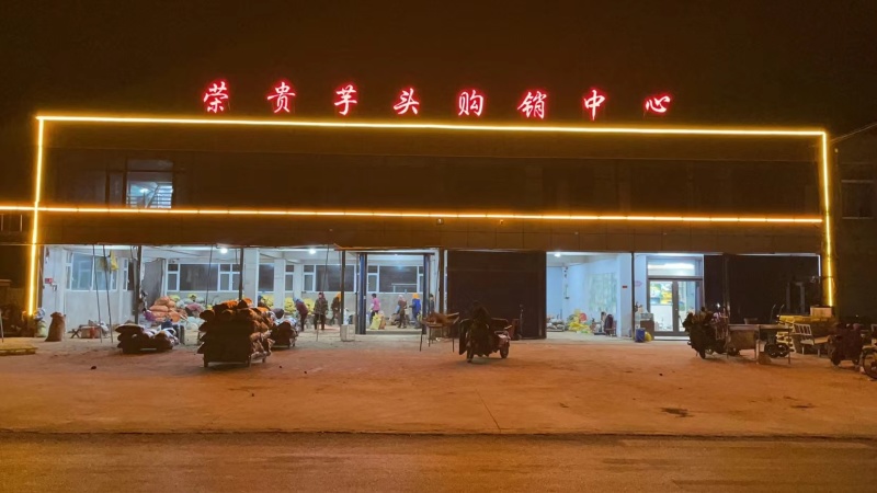 《畅销推荐》山东板栗基地直发对接全国一条龙服务