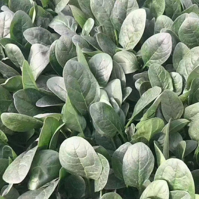 半源东风2号进口菠菜早熟杂交菠菜种子叶色黑绿抗病性强