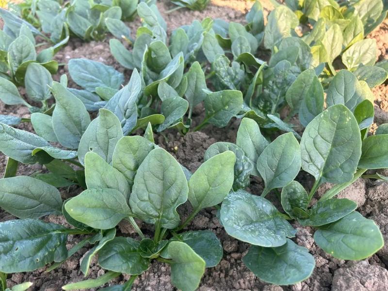 半源东风2号进口菠菜早熟杂交菠菜种子叶色黑绿抗病性强