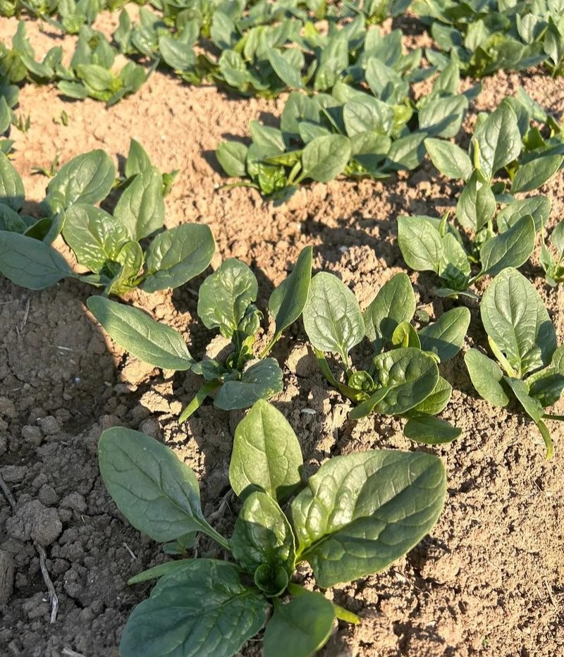 半源东风2号进口菠菜早熟杂交菠菜种子叶色黑绿抗病性强