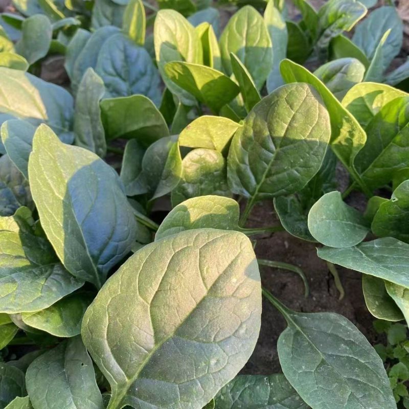 半源东风2号进口菠菜早熟杂交菠菜种子叶色黑绿抗病性强