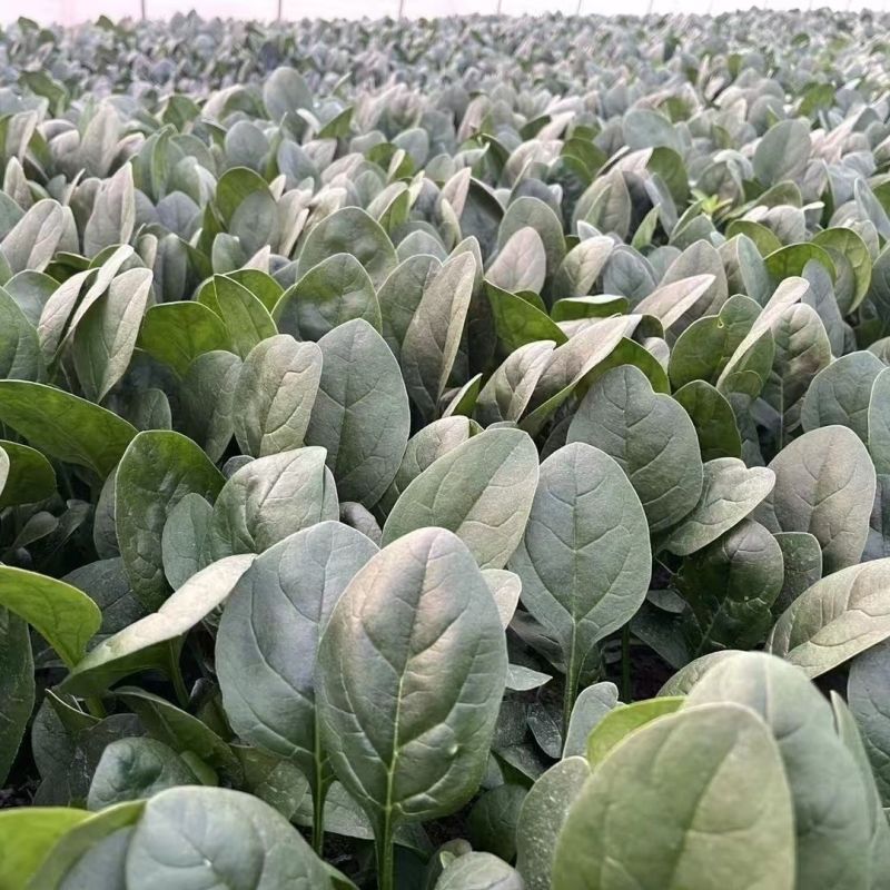 半源东风2号进口菠菜早熟杂交菠菜种子叶色黑绿抗病性强