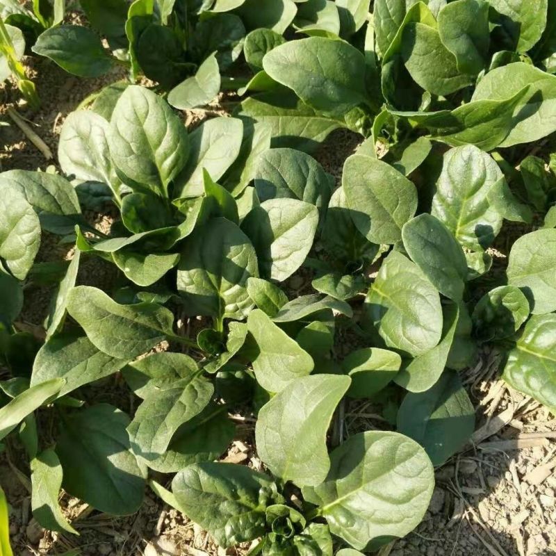 半源东风2号进口菠菜早熟杂交菠菜种子叶色黑绿抗病性强