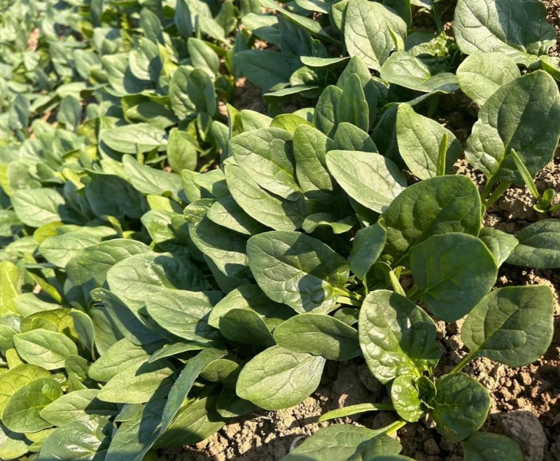半源东风2号进口菠菜早熟杂交菠菜种子叶色黑绿抗病性强