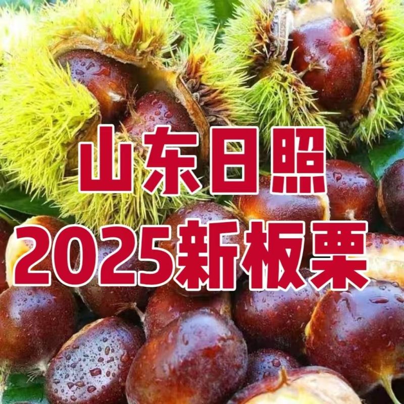 《精选》山东2025新板栗基地直发保质保量对接全国一条龙