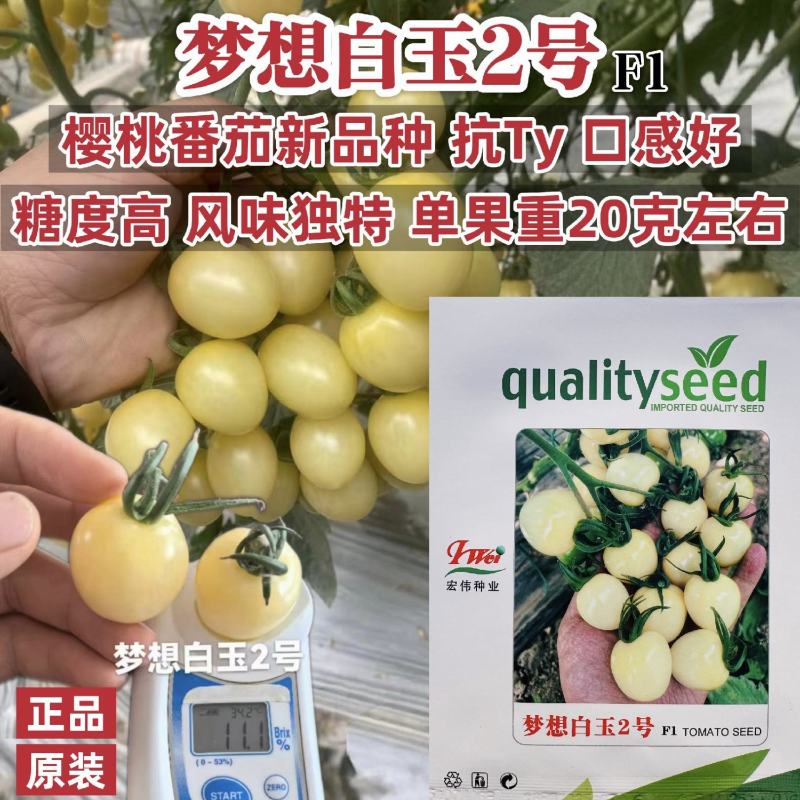 梦想白玉2号白色小番茄种子抗Ty樱桃番茄种子水果番茄种子