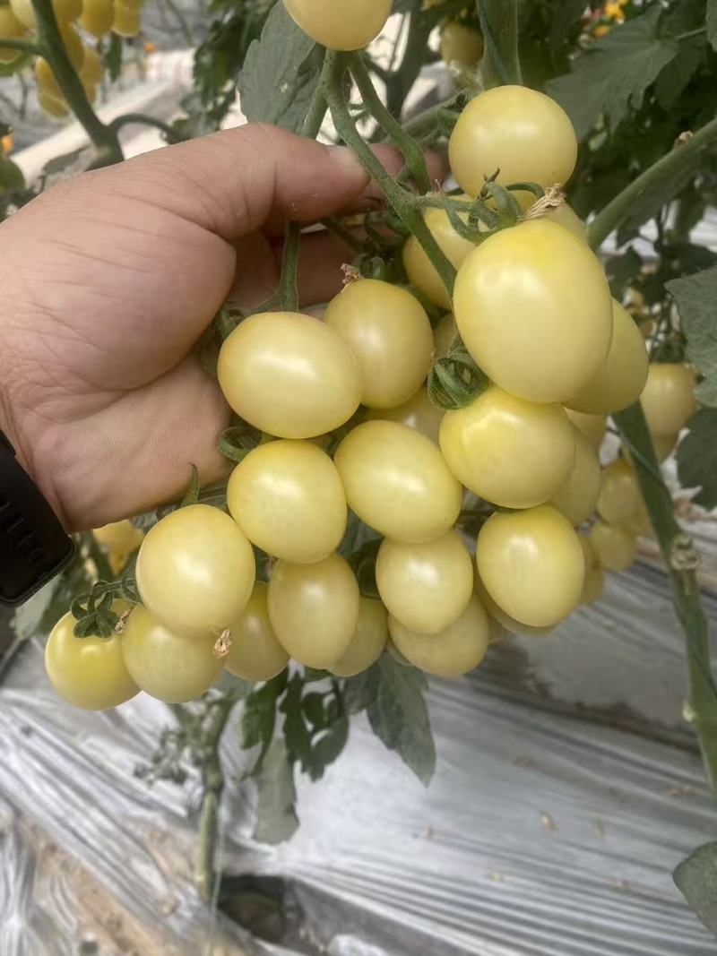 梦想白玉2号白色小番茄种子抗Ty樱桃番茄种子水果番茄种子