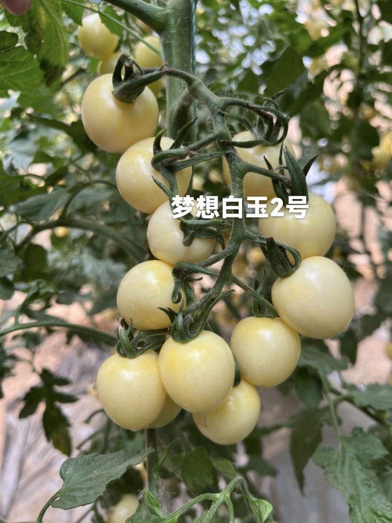 梦想白玉2号白色小番茄种子抗Ty樱桃番茄种子水果番茄种子