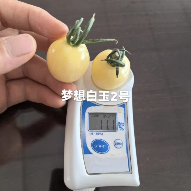 梦想白玉2号白色小番茄种子抗Ty樱桃番茄种子水果番茄种子